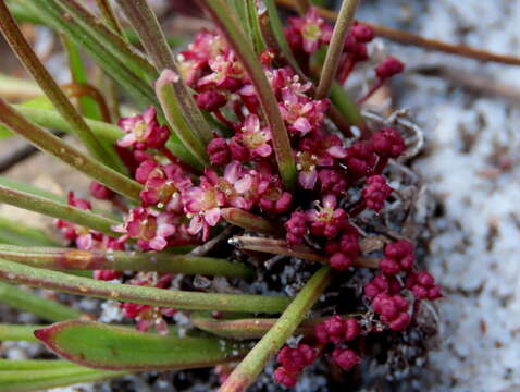 Imagem de Centella glabrata var. glabrata