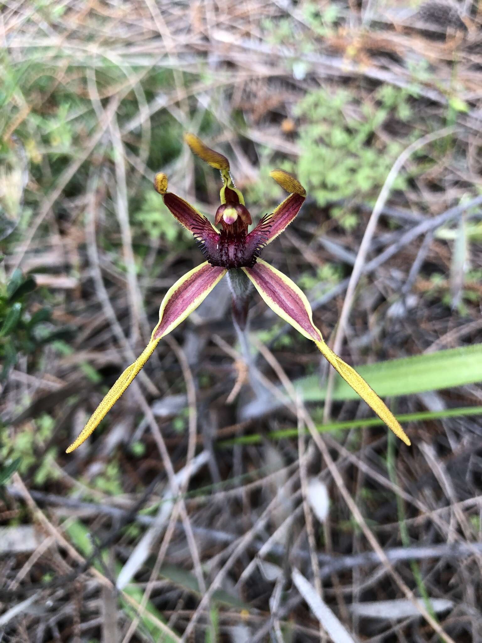 Caladenia arrecta Hopper & A. P. Br. resmi