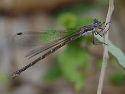 Image of Spotted Spreadwing