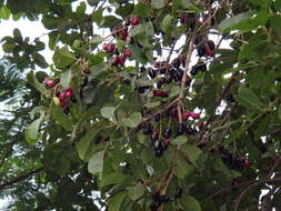 Image of Java plum