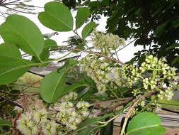 Image of Java plum