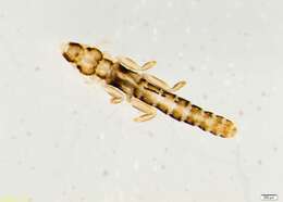 Image of Lice