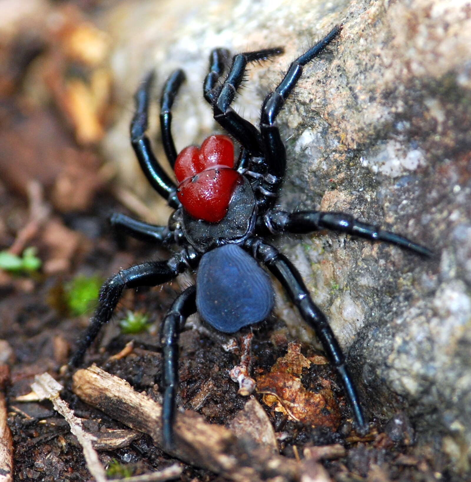 Image of Red-headed Mouse Spider