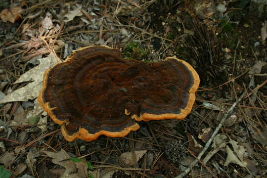 Image of dyer's polypore