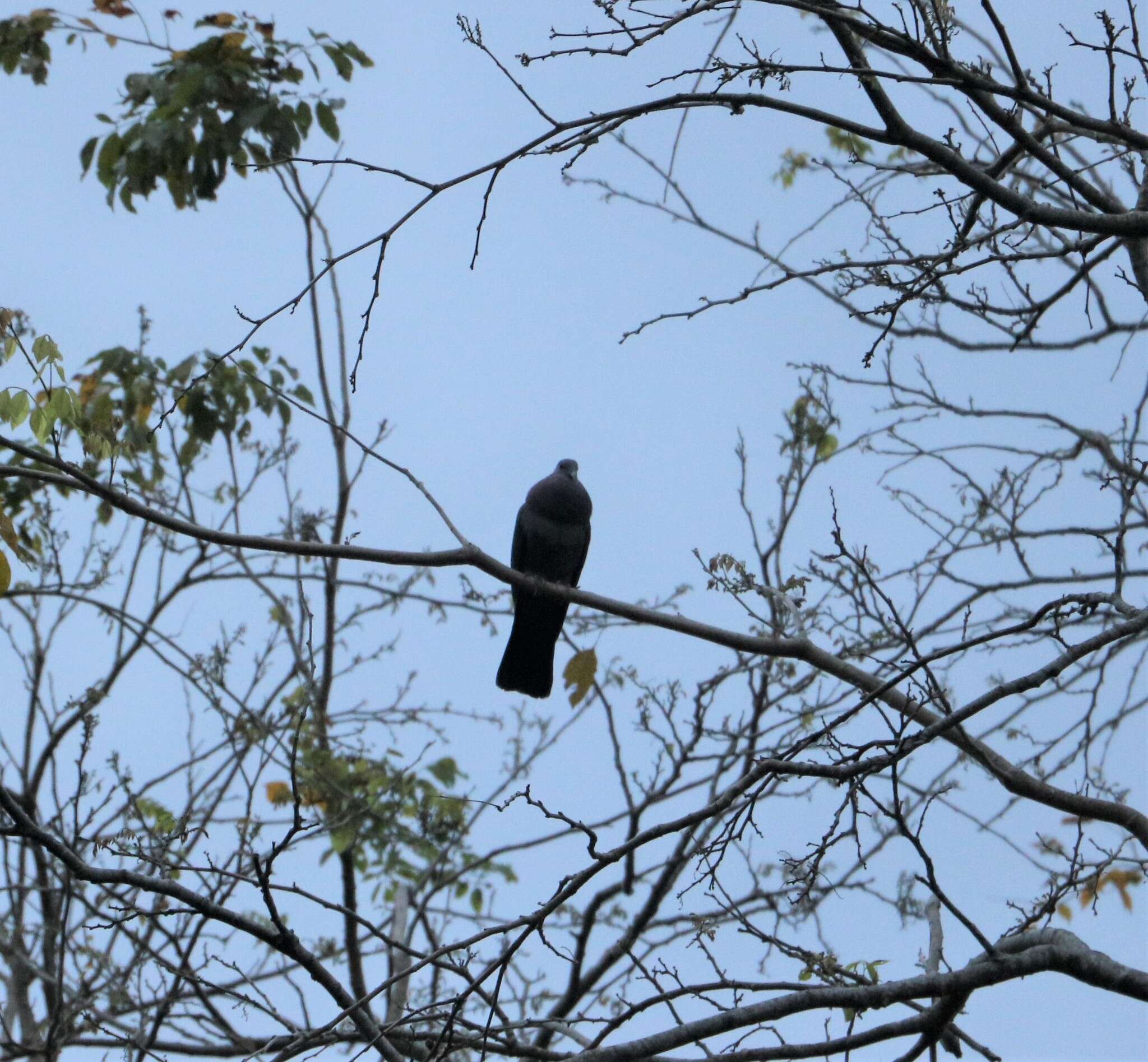 Image of Ceylon Wood-Pigeon