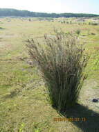 Image of Juncus kraussii Hochst.