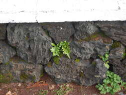 Plancia ëd Polypodium macaronesicum subsp. azoricum (Vasc.) F. J. Rumsey, Carine & Robba