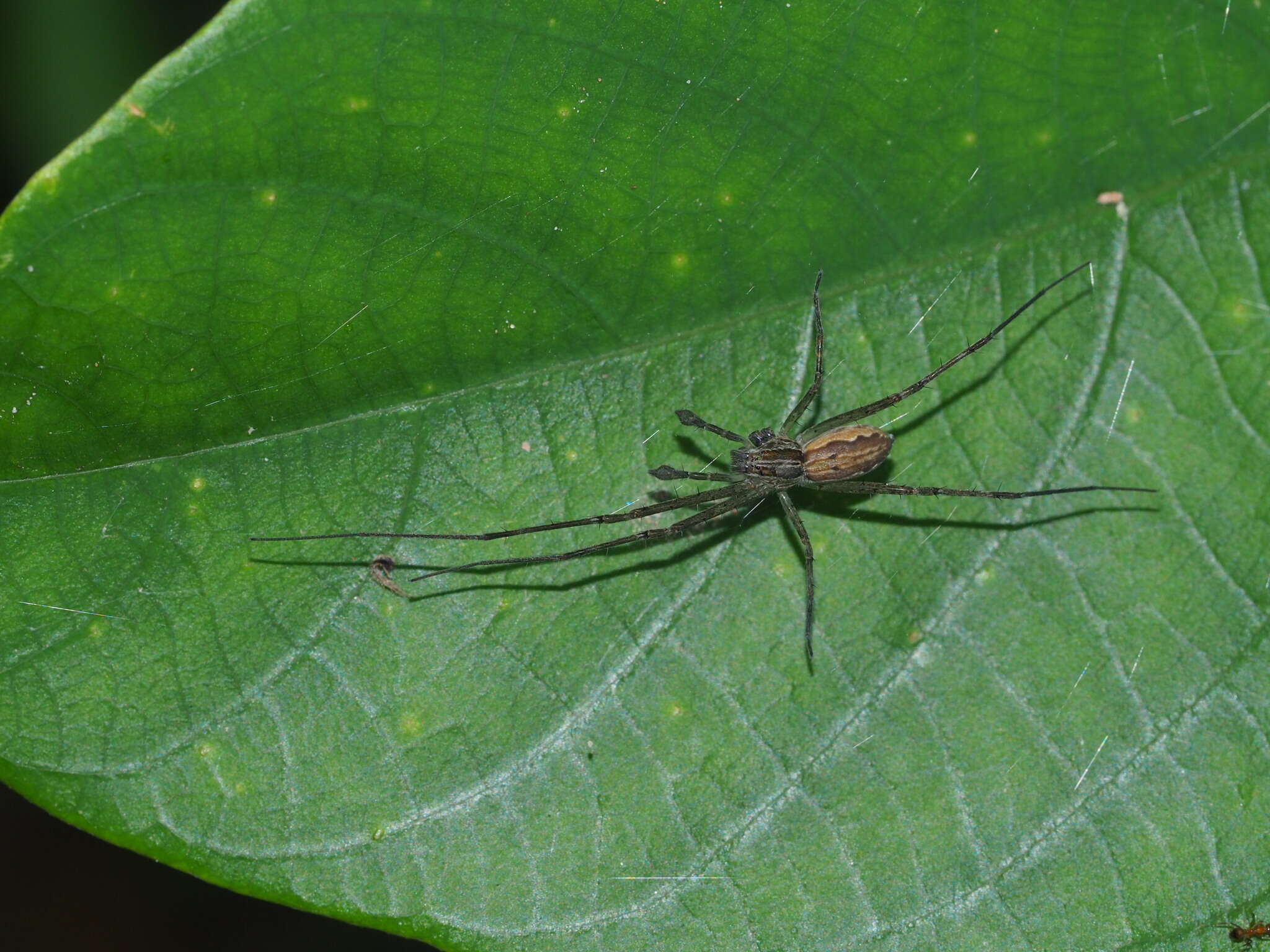 Image of Hygropoda higenaga (Kishida 1936)