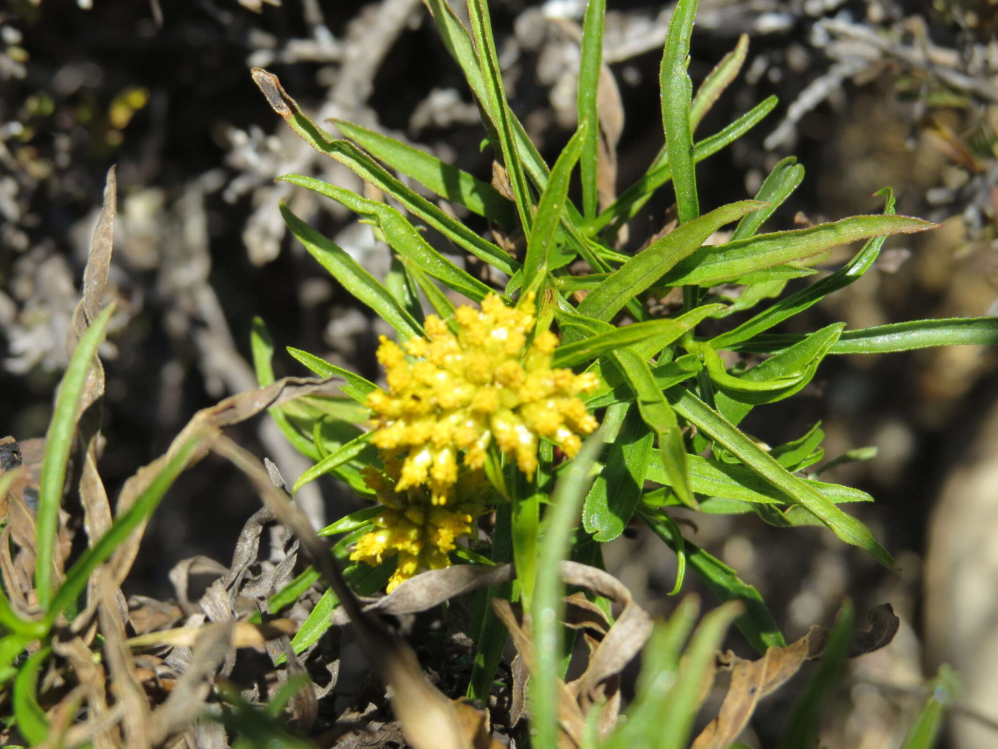 Plancia ëd Gymnosperma