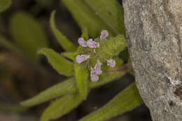 Image of Sonoma Hedge-Nettle