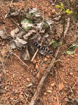 Image of Black Banded Gecko