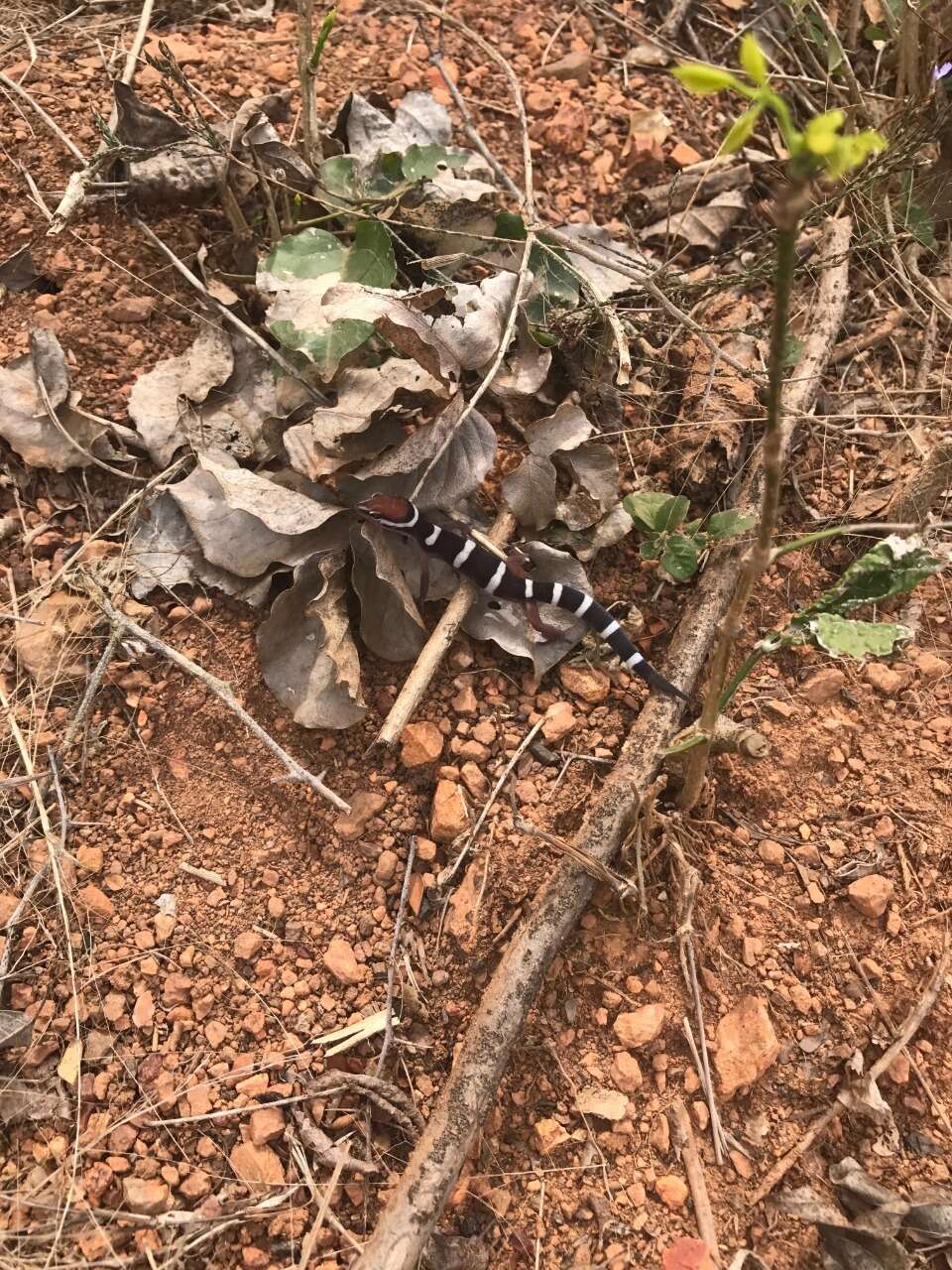 Plancia ëd Coleonyx fasciatus (Boulenger 1885)