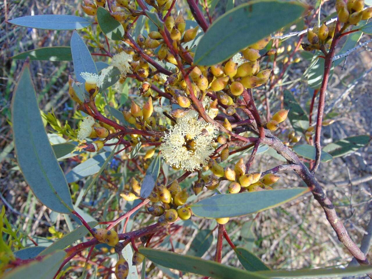 Image of Red Mallee