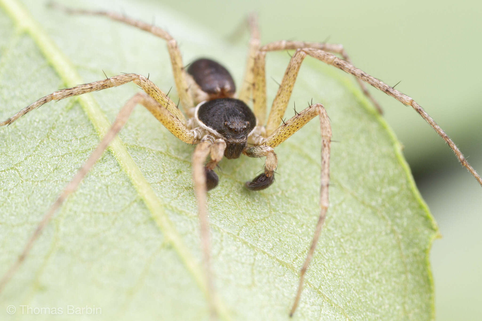 Image of Philodromus dispar Walckenaer 1826