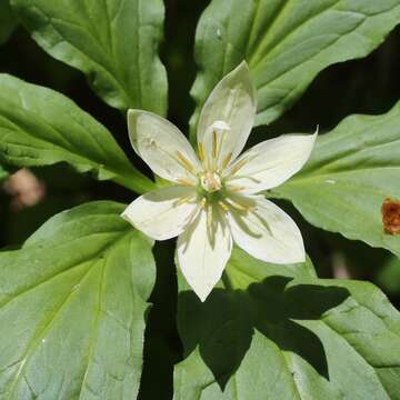 Image of Paris japonica (Franch. & Sav.) Franch.