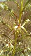 Image de Habenaria nyikana Rchb. fil.