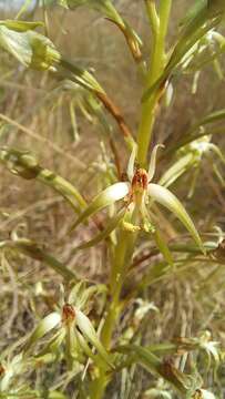 Habenaria nyikana Rchb. fil. resmi