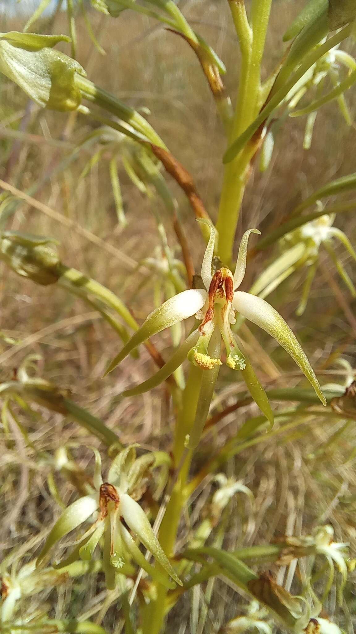 Image de Habenaria nyikana Rchb. fil.