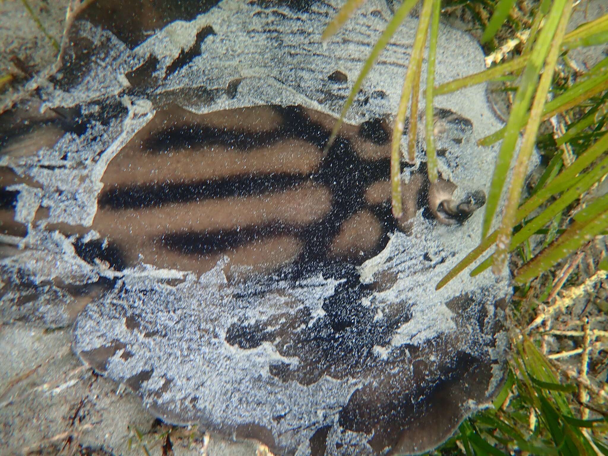 Image of Banded Stingaree