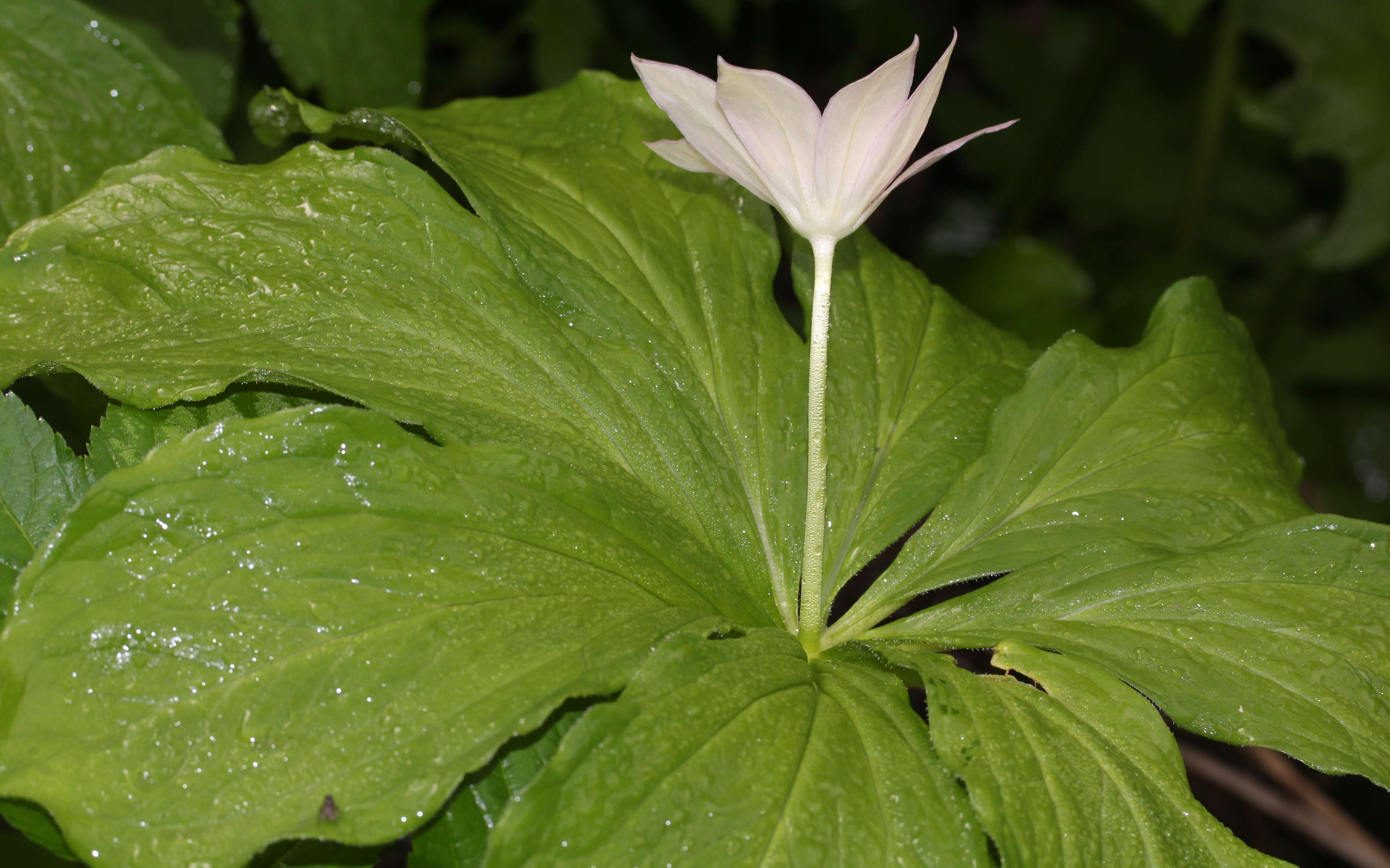 Image of Paris japonica (Franch. & Sav.) Franch.