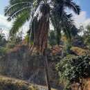 Image of Cliff date palm