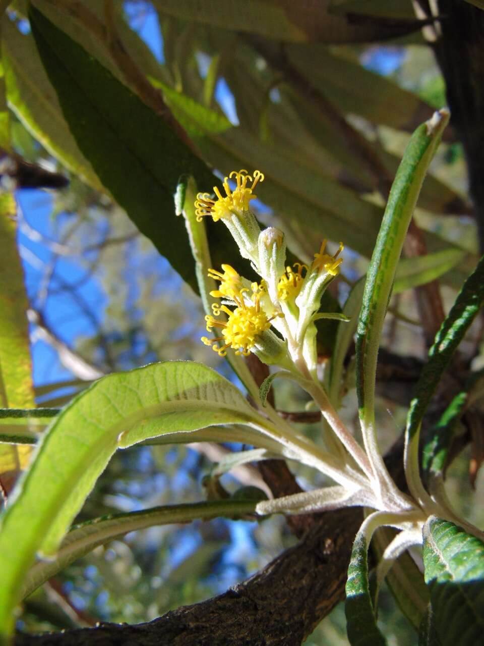 Image of Bedfordia salicina (Labill.) DC.