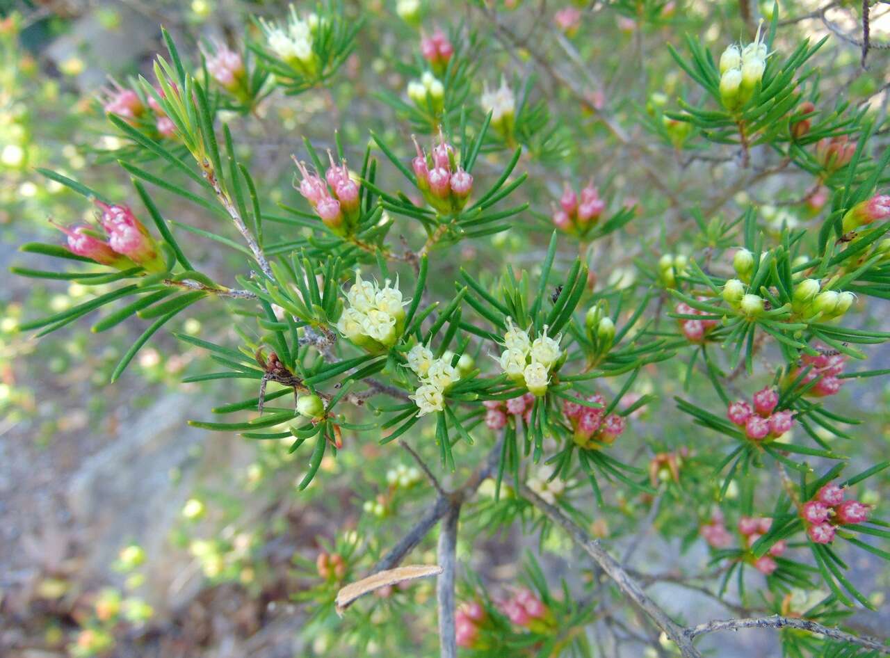 Image of Homoranthus montanus L. A. Craven & S. R. Jones