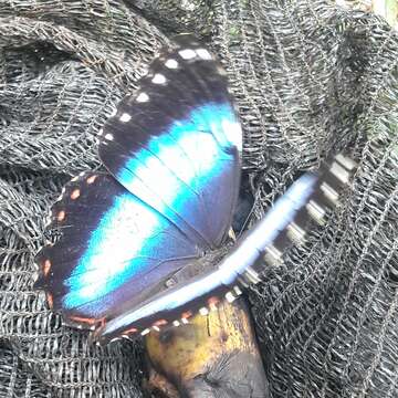 Imagem de Morpho helenor achillides