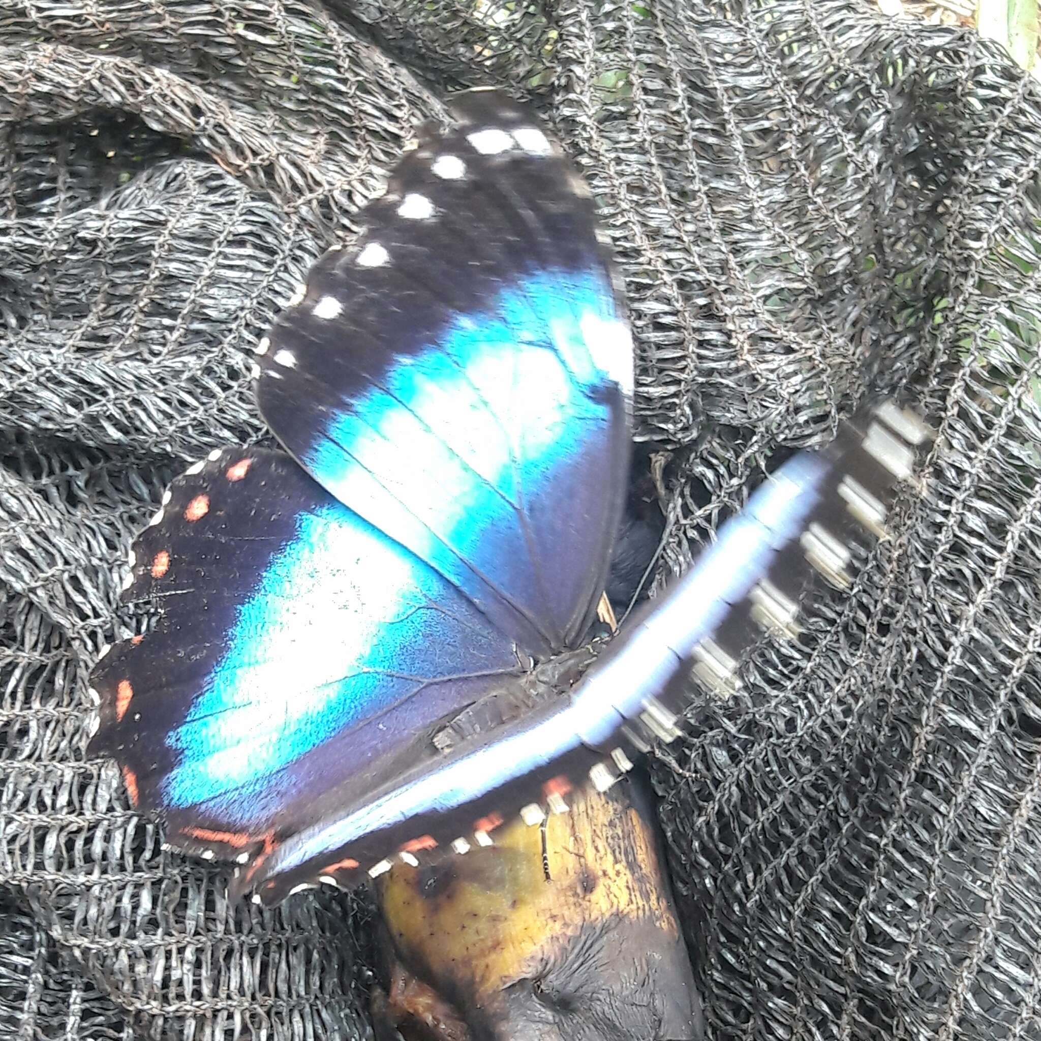 Morpho helenor achillides的圖片