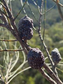 Image of Allocasuarina distyla (Vent.) L. A. S. Johnson