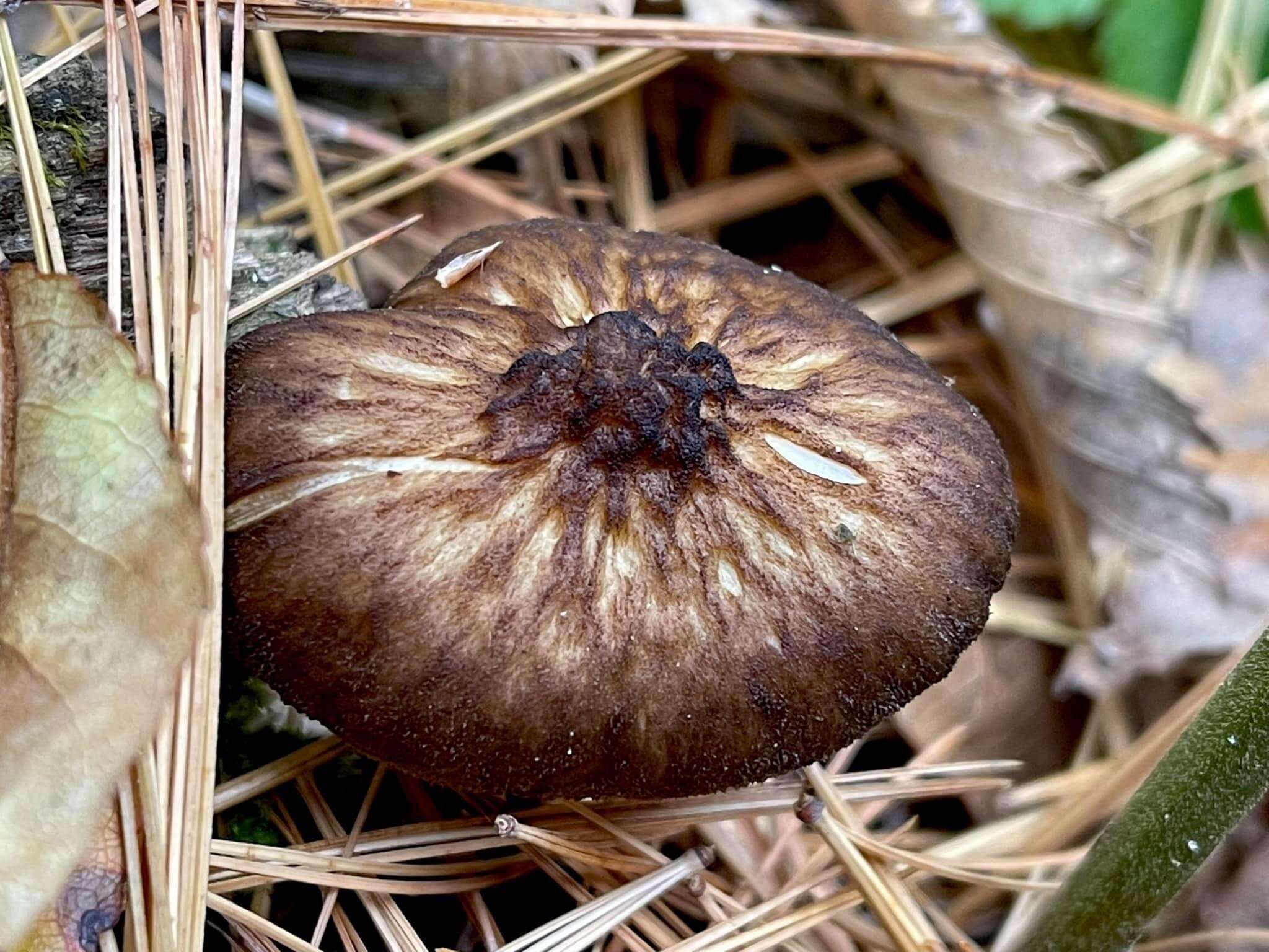 Image of Pluteus granularis Peck 1885