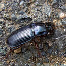 Слика од Harpalus (Harpalus) caspius (Steven 1806)