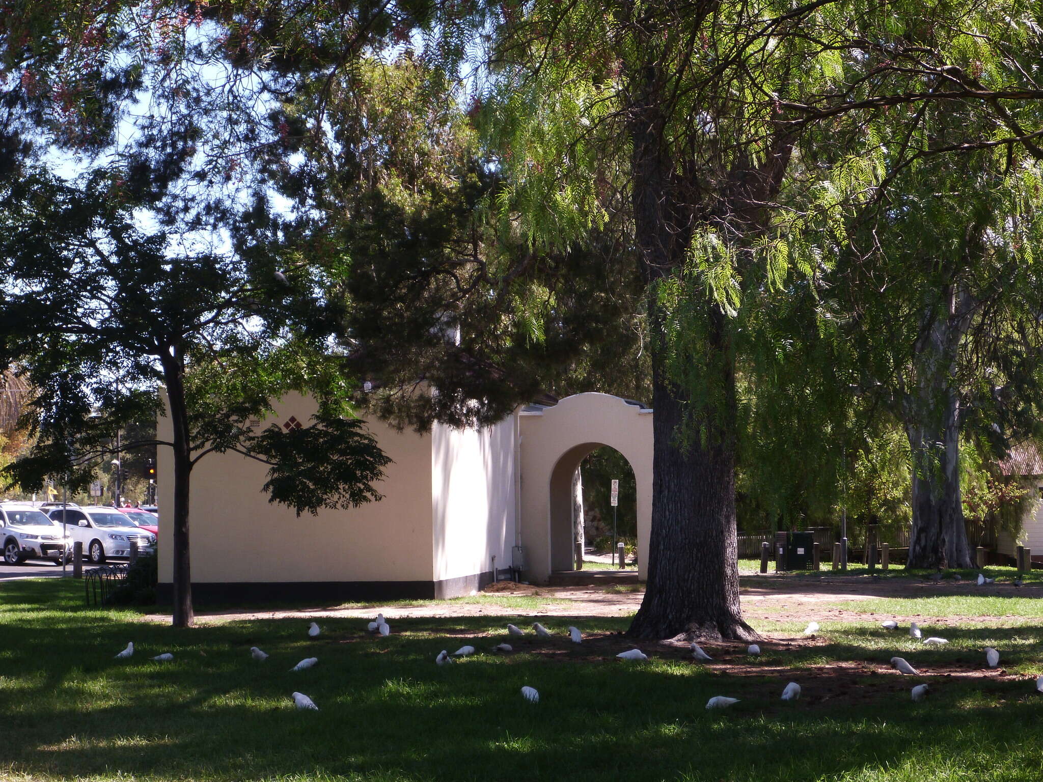 Image of Little Corella