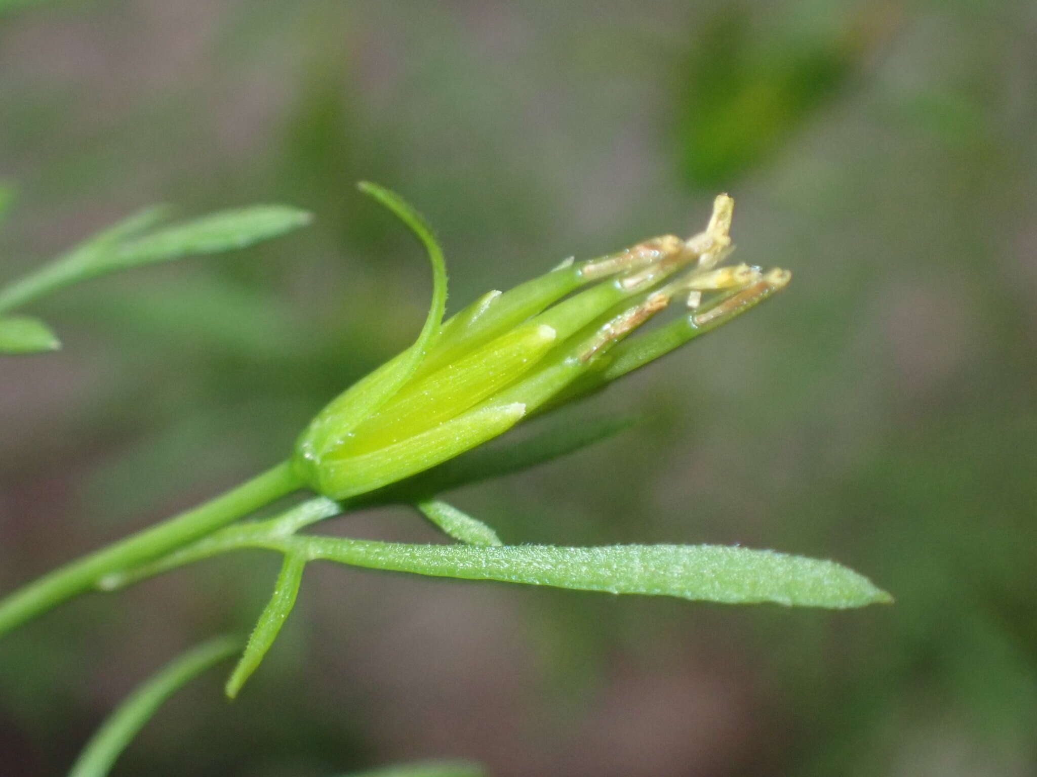 Image of Lemmon's beggarticks