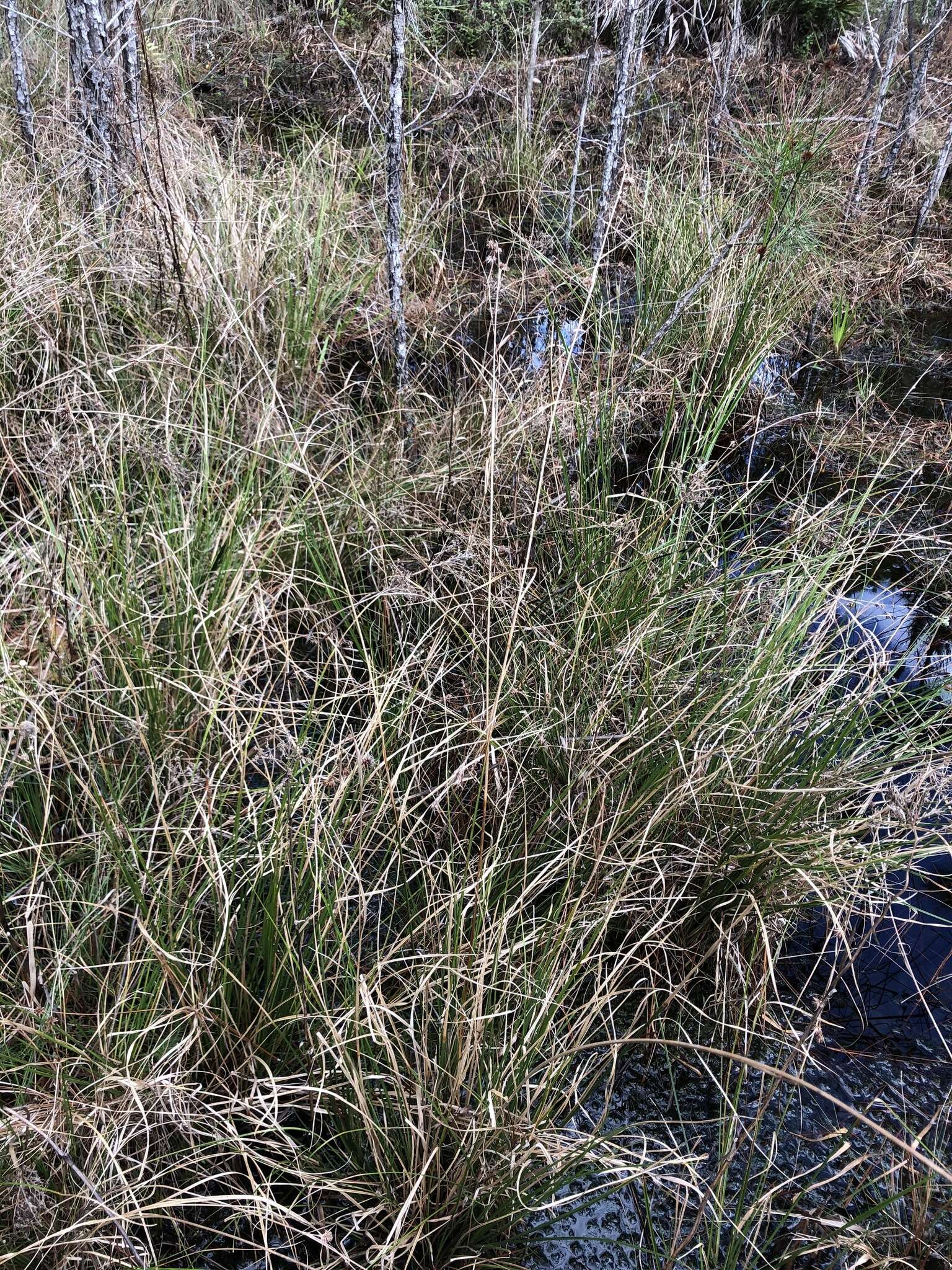 Image of Bunched Beak Sedge