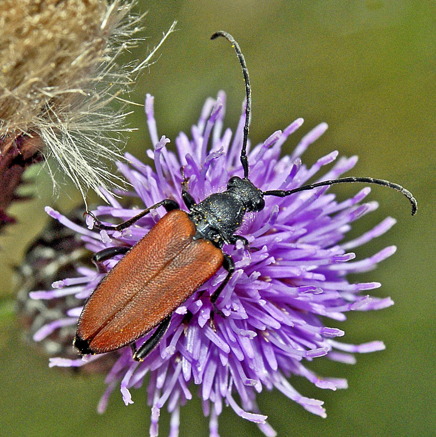 Image of Anastrangalia dubia (Scopoli 1763)