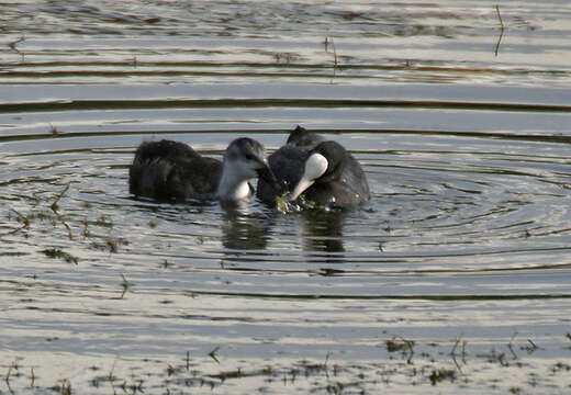 Image of Common Coot