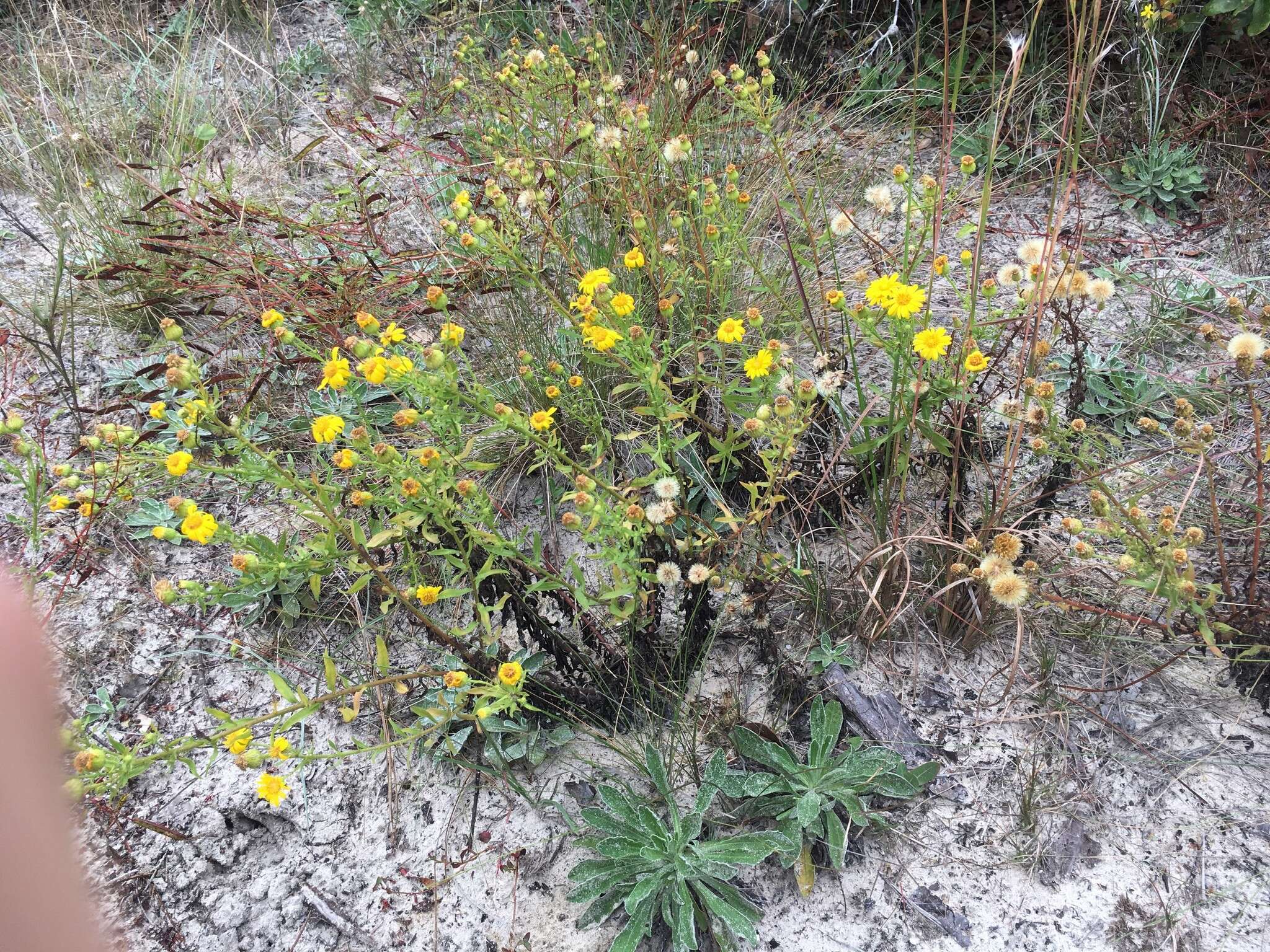 Image of coastal plain goldenaster