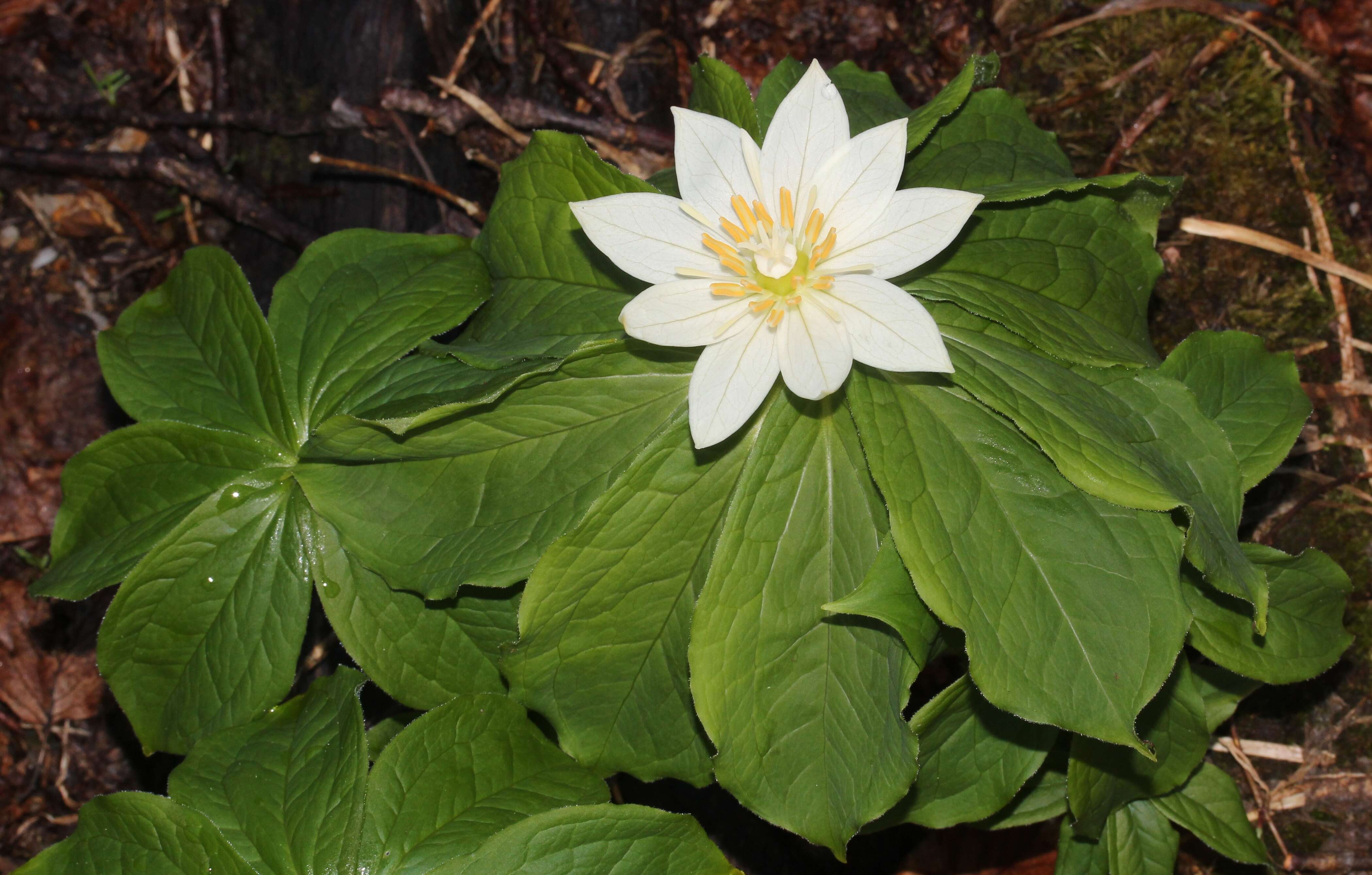 Image of Paris japonica (Franch. & Sav.) Franch.