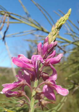 Plancia ëd Indigofera filifolia Thunb.