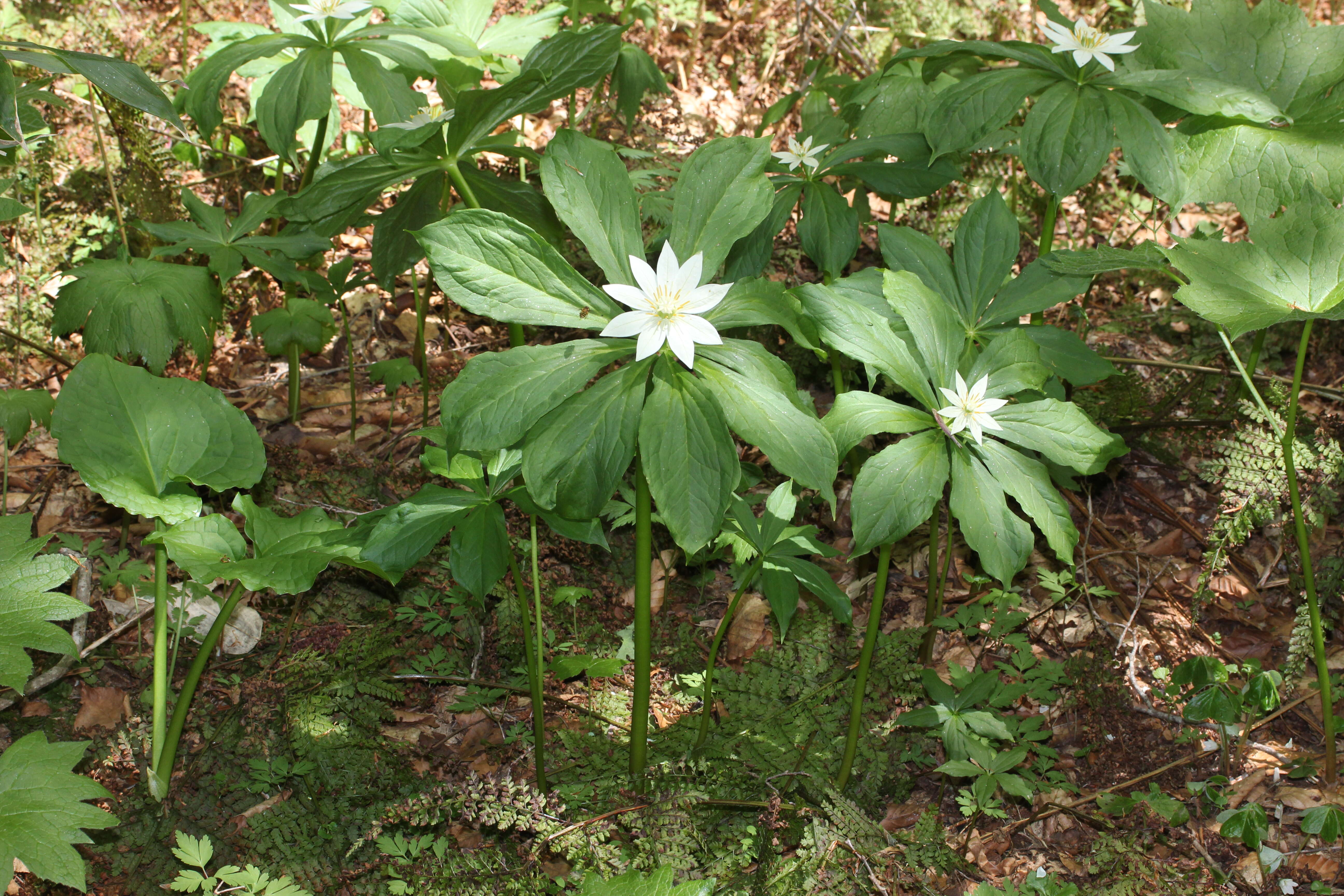 Image of Paris japonica (Franch. & Sav.) Franch.