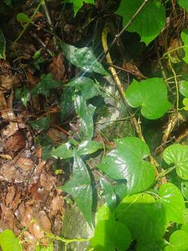 Image of Passiflora eglandulosa J. M. Mac Dougal