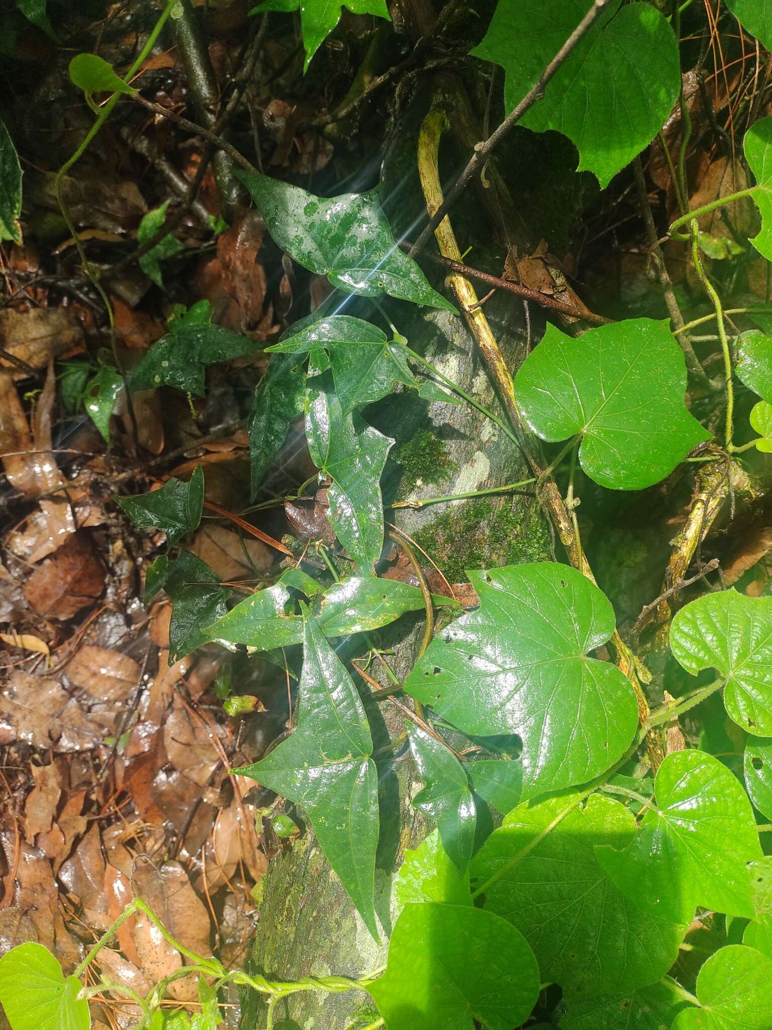 Imagem de Passiflora eglandulosa J. M. Mac Dougal