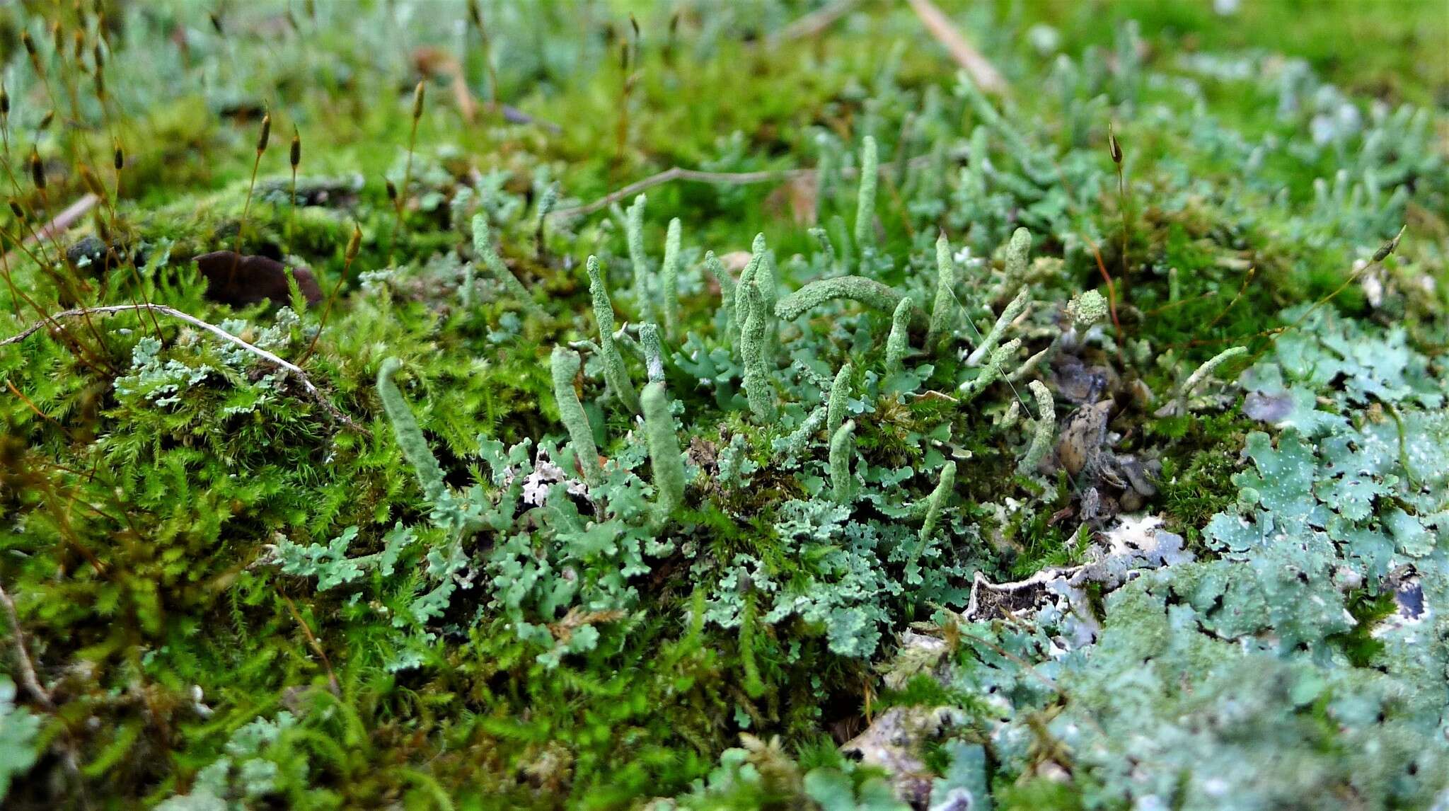 Image of cup lichen