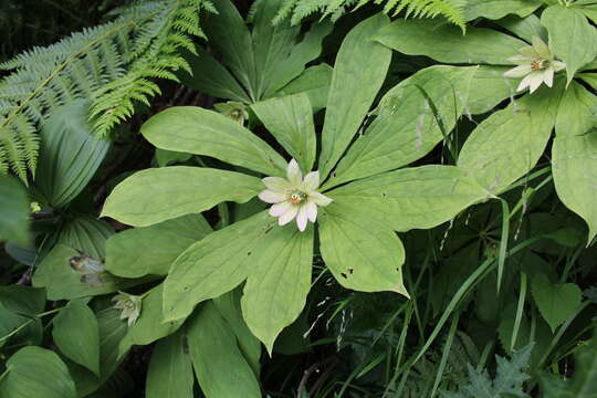 Image of Paris japonica (Franch. & Sav.) Franch.