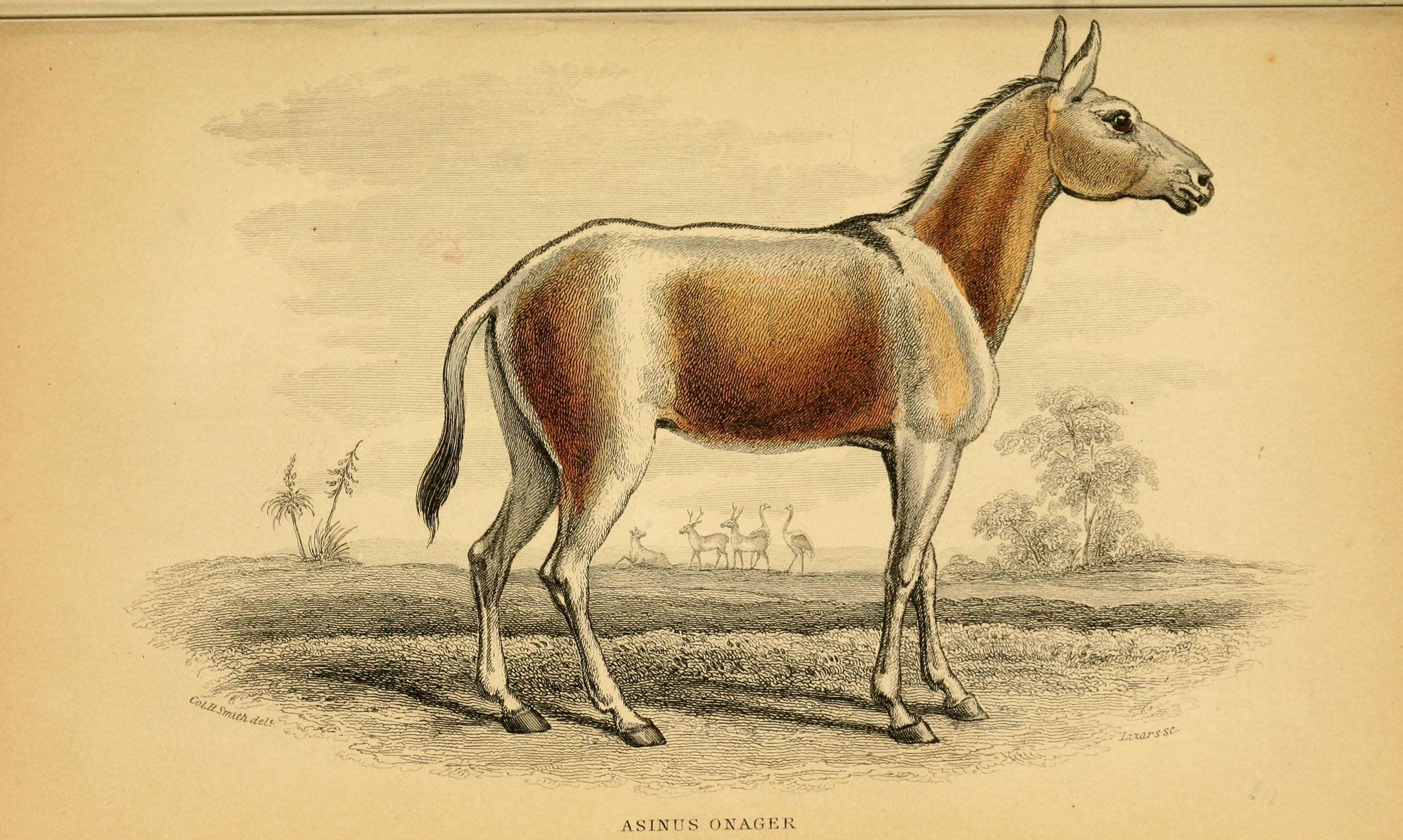 صورة Equus hemionus onager Boddaert 1785