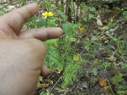 Image of Adenophyllum anomalum (Canby & Rose) J. L. Strother