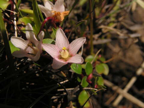 Image of Lysimachia huttonii (Harv.) U. Manns & Anderb.