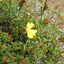 Image of Hibbertia platyphylla subsp. platyphylla