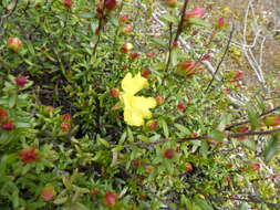 Plancia ëd Hibbertia platyphylla subsp. platyphylla